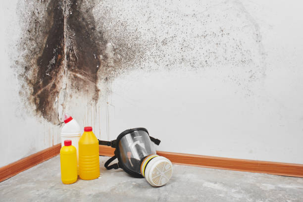 Best Mold Damage Repair  in Arbury Hls, IL