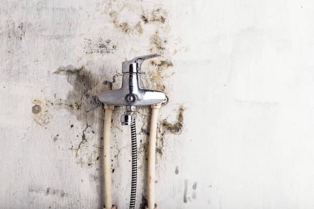 Best Mold Damage Repair  in Arbury Hls, IL