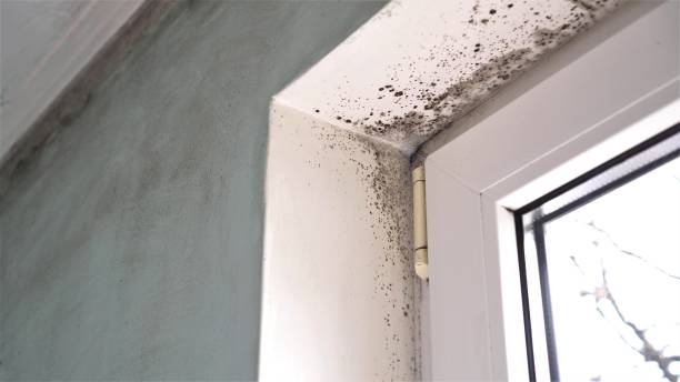 Best Emergency Mold Removal  in Arbury Hls, IL