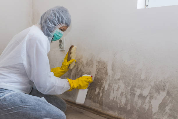 Best Toxic Mold Removal  in Arbury Hls, IL