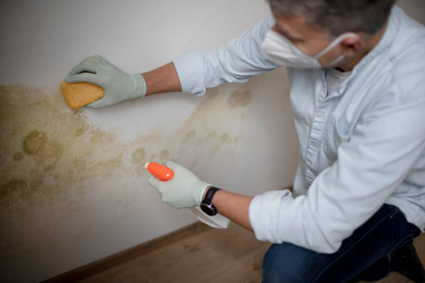 Best Mold Testing  in Arbury Hls, IL