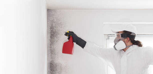 Best Mold Testing  in Arbury Hls, IL