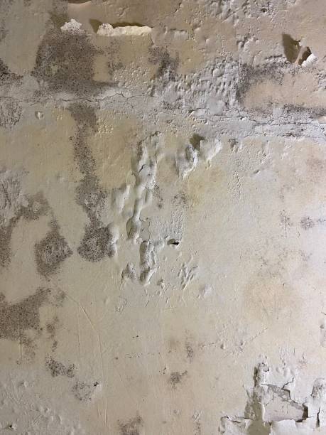 Best Local Mold Removal Service  in Arbury Hls, IL