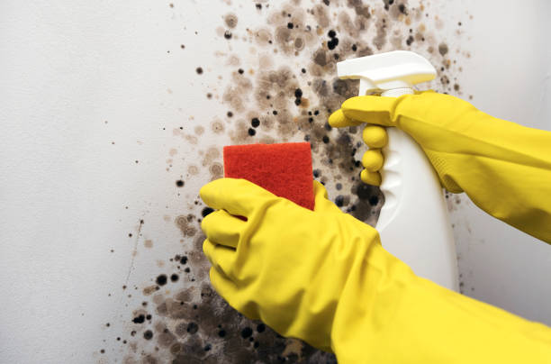 Best Fast Mold Removal  in Arbury Hls, IL