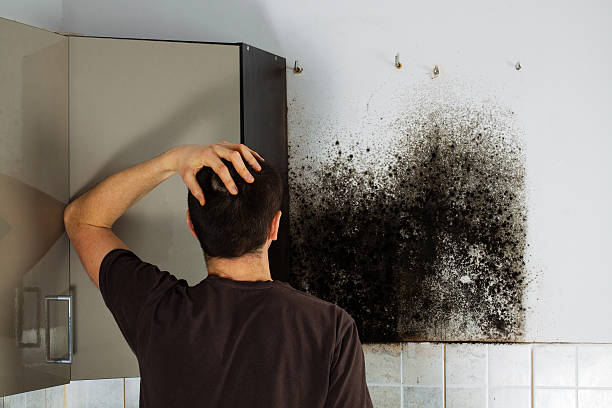 Best Mold Removal Near Me  in Arbury Hls, IL