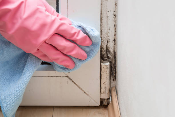 Mold Removal Process in Arbury Hills, IL