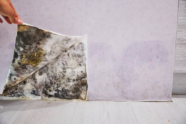 Attic Mold Removal in Arbury Hills, IL